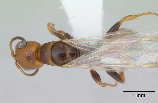 Pseudomyrmex rufiventris specimen CASENT0173770 image casent0173770_1