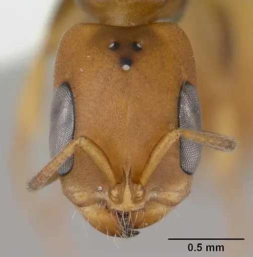 Pseudomyrmex rufiventris specimen CASENT0173770 image casent0173770_2