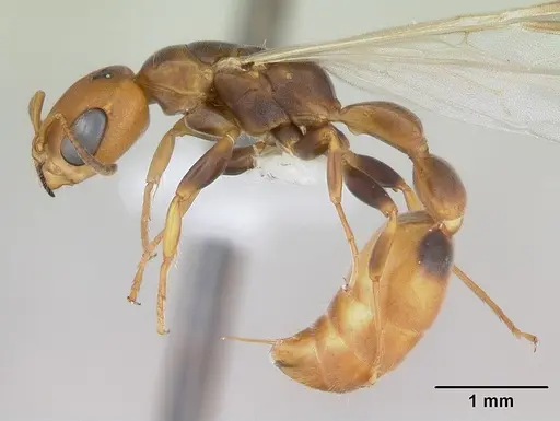 Pseudomyrmex rufiventris specimen CASENT0173770 image casent0173770_3