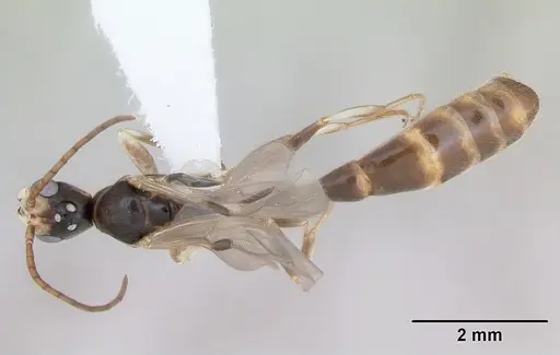 Pseudomyrmex rufiventris specimen CASENT0173771 image casent0173771_1