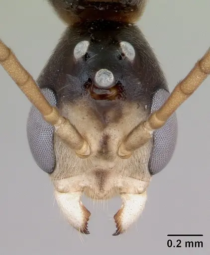 Pseudomyrmex rufiventris specimen CASENT0173771 image casent0173771_2