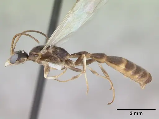 Pseudomyrmex rufiventris specimen CASENT0173771 image casent0173771_3