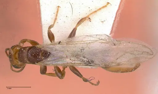 Pseudomyrmex rufiventris specimen FOCOL0525 image focol0525_1
