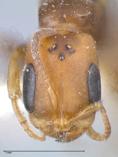 Pseudomyrmex rufiventris specimen FOCOL0525 image focol0525_2
