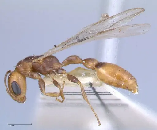 Pseudomyrmex rufiventris specimen FOCOL0525 image focol0525_3
