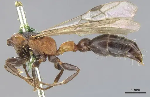 Pseudomyrmex rufomedius specimen CASENT0902925 image casent0902925_2