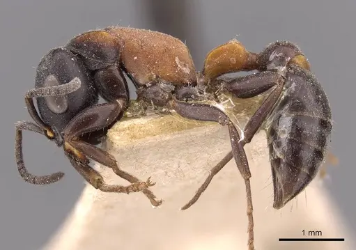 Pseudomyrmex rufomedius specimen CASENT0907565 image casent0907565_3