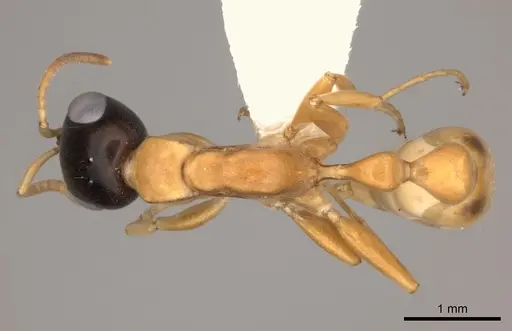 Pseudomyrmex salvini specimen CASENT0217582 image casent0217582_1