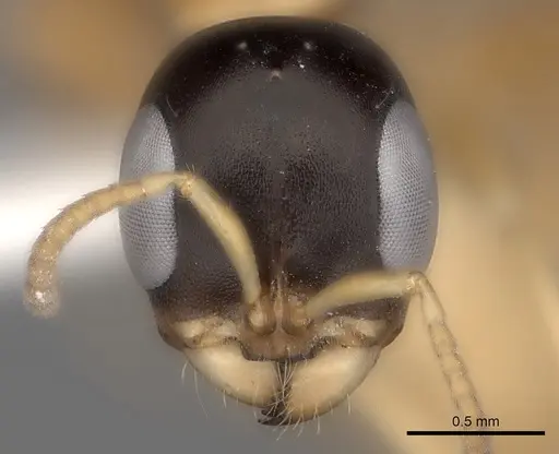 Pseudomyrmex salvini specimen CASENT0217582 image casent0217582_2