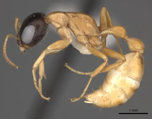 Pseudomyrmex salvini specimen CASENT0217582 image casent0217582_3