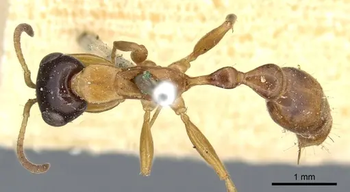 Pseudomyrmex salvini specimen CASENT0902879 image casent0902879_1