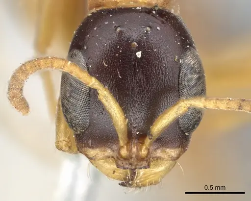 Pseudomyrmex salvini specimen CASENT0902879 image casent0902879_2