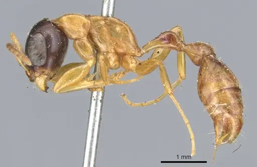 Pseudomyrmex salvini specimen CASENT0902879 image casent0902879_3