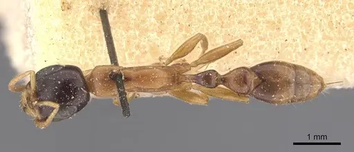 Pseudomyrmex salvini specimen CASENT0907554 image casent0907554_1