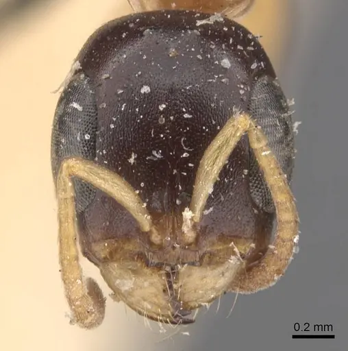 Pseudomyrmex salvini specimen CASENT0907554 image casent0907554_2
