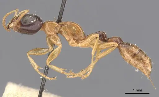 Pseudomyrmex salvini specimen CASENT0907554 image casent0907554_3