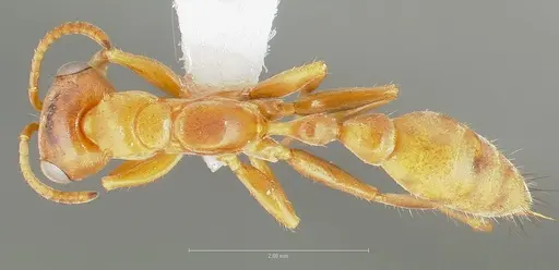 Pseudomyrmex santschii specimen CASENT0005850 image casent0005850_1