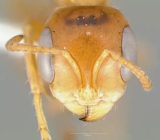 Pseudomyrmex santschii specimen CASENT0005850 image casent0005850_2