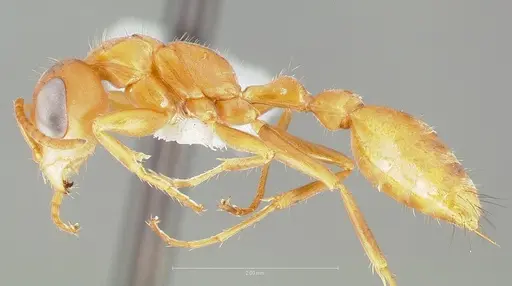 Pseudomyrmex santschii specimen CASENT0005850 image casent0005850_3