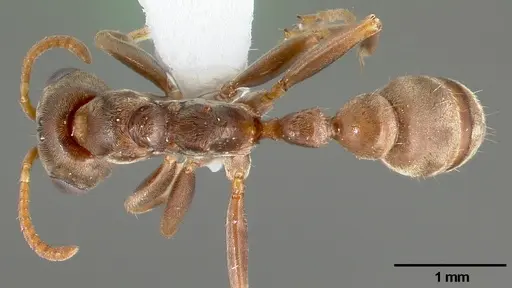 Pseudomyrmex satanicus specimen CASENT0005799 image casent0005799_1