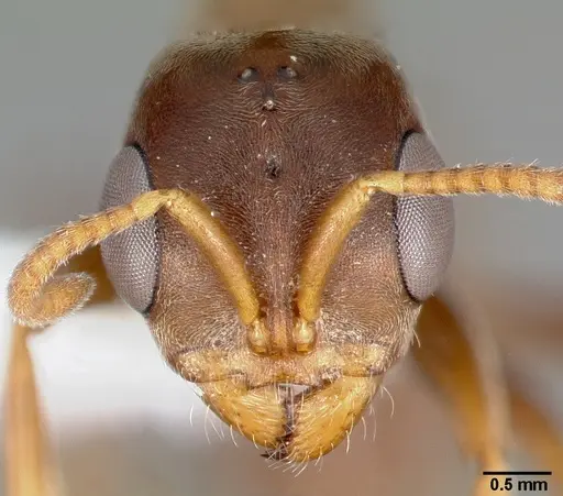 Pseudomyrmex satanicus specimen CASENT0005799 image casent0005799_2