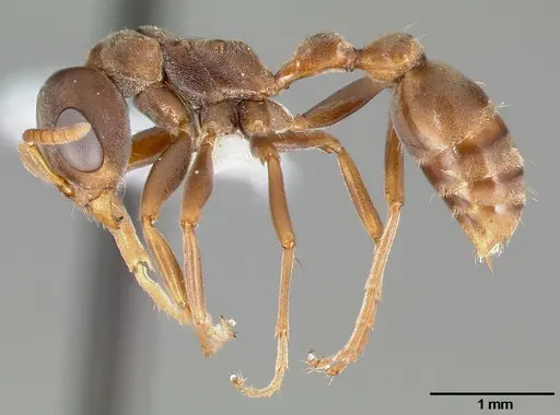 Pseudomyrmex satanicus specimen CASENT0005799 image casent0005799_3