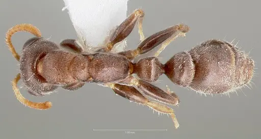 Pseudomyrmex schuppi specimen CASENT0005877 image casent0005877_1