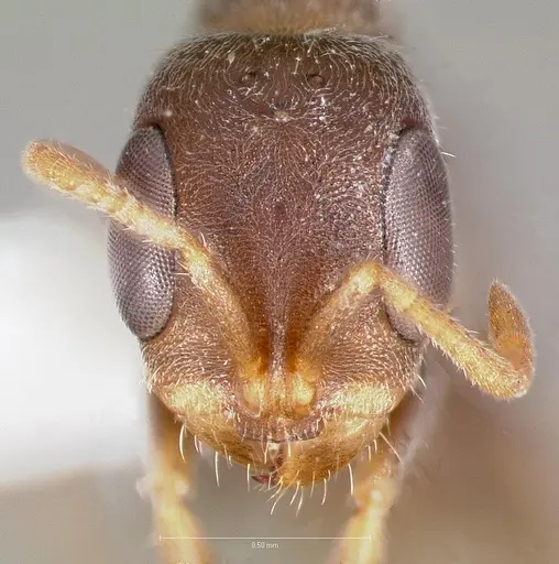 Pseudomyrmex schuppi specimen CASENT0005877 image casent0005877_2