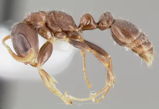 Pseudomyrmex schuppi specimen CASENT0005877 image casent0005877_3