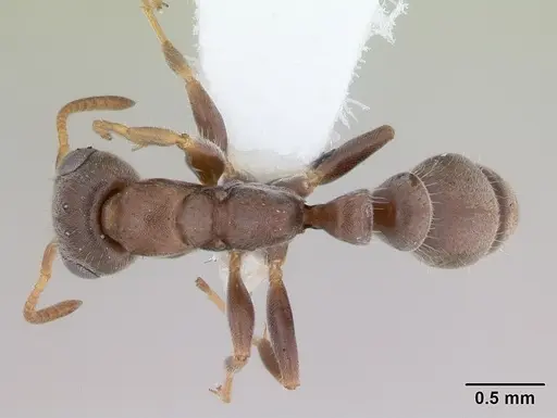 Pseudomyrmex schuppi specimen CASENT0173772 image casent0173772_1