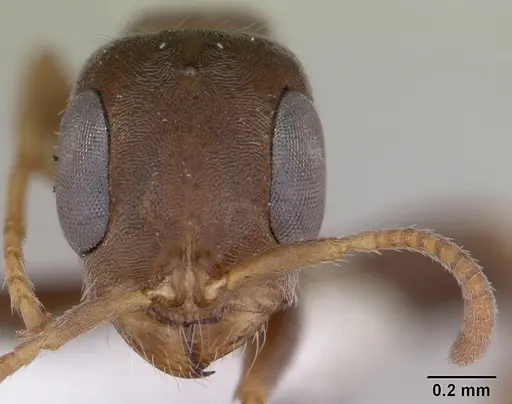 Pseudomyrmex schuppi specimen CASENT0173772 image casent0173772_2