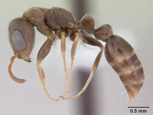 Pseudomyrmex schuppi specimen CASENT0173772 image casent0173772_3