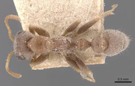 Pseudomyrmex schuppi specimen CASENT0907555 image casent0907555_1
