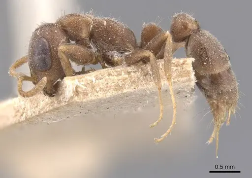 Pseudomyrmex schuppi specimen CASENT0907555 image casent0907555_3