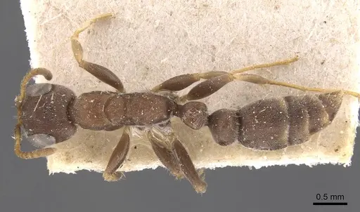 Pseudomyrmex schuppi specimen CASENT0907556 image casent0907556_1