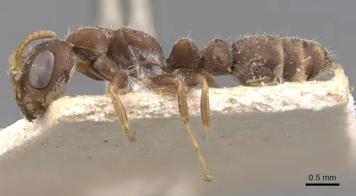Pseudomyrmex schuppi specimen CASENT0907556 image casent0907556_3