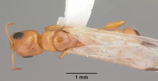 Pseudomyrmex seminole specimen CASENT0103881 image casent0103881_1