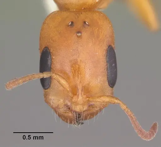 Pseudomyrmex seminole specimen CASENT0103881 image casent0103881_2