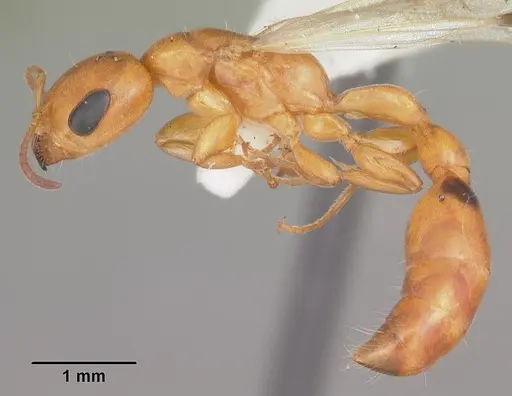 Pseudomyrmex seminole specimen CASENT0103881 image casent0103881_3