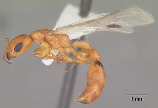 Pseudomyrmex seminole specimen CASENT0103881 image casent0103881_4