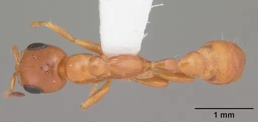 Pseudomyrmex seminole specimen CASENT0103884 image casent0103884_1