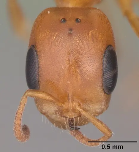 Pseudomyrmex seminole specimen CASENT0103884 image casent0103884_2