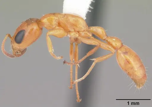 Pseudomyrmex seminole specimen CASENT0103884 image casent0103884_3