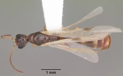 Pseudomyrmex seminole specimen CASENT0104233 image casent0104233_1