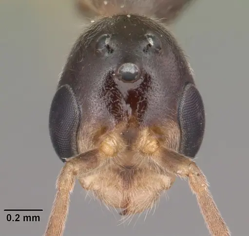 Pseudomyrmex seminole specimen CASENT0104233 image casent0104233_2