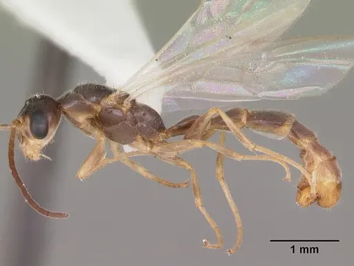 Pseudomyrmex seminole specimen CASENT0104233 image casent0104233_3