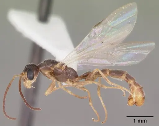 Pseudomyrmex seminole specimen CASENT0104233 image casent0104233_4