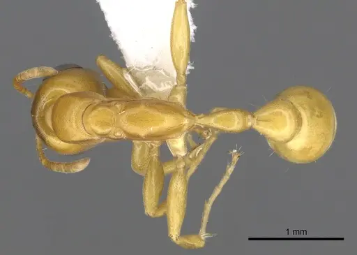 Pseudomyrmex seminole specimen CASENT0902898 image casent0902898_1