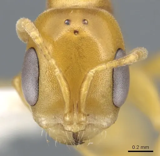 Pseudomyrmex seminole specimen CASENT0902898 image casent0902898_2