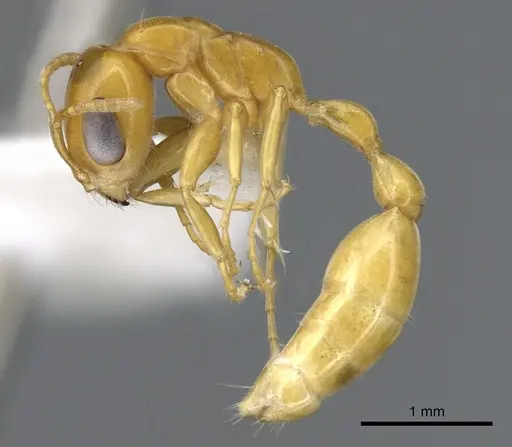 Pseudomyrmex seminole specimen CASENT0902898 image casent0902898_3